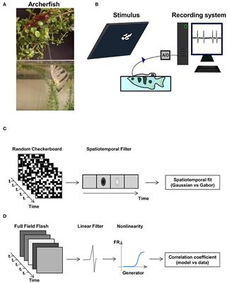 Coding Schemes in the Archerfish Optic Tectum